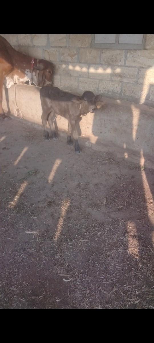 થંબનેલ 3