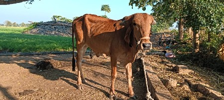 थंबनेल 3