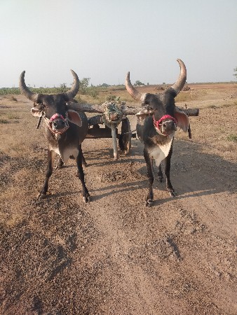 ગોધલા વેચવાના છે