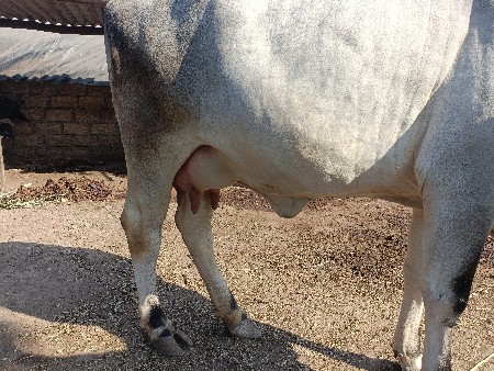 थंबनेल 3