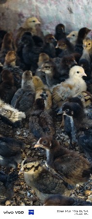 પ્યોર સોનલળી

પિયોર સોનાલી