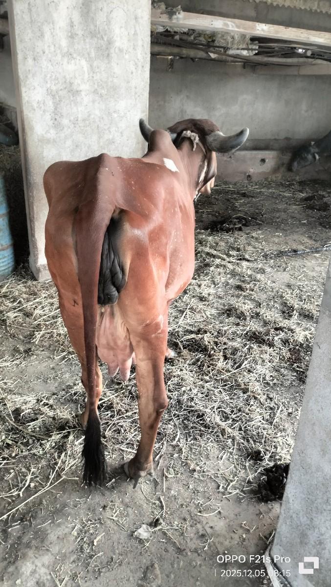 થંબનેલ 3