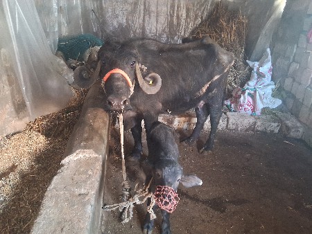 પેલૂ વેતર ખડેલી વેસવાનીછે