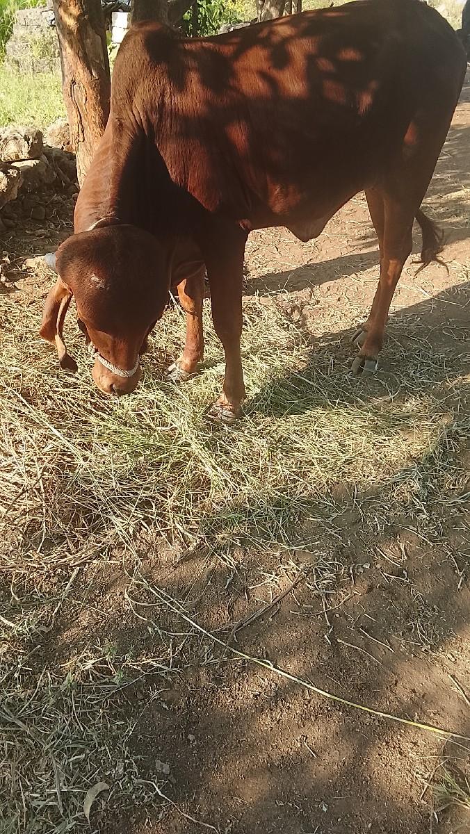 થંબનેલ 2