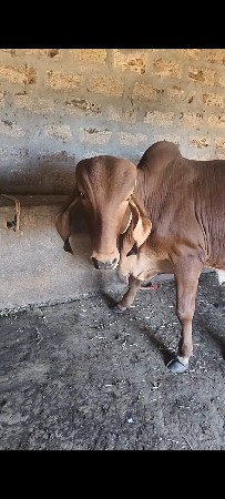 ગીર ખુટ દેવાનો છે