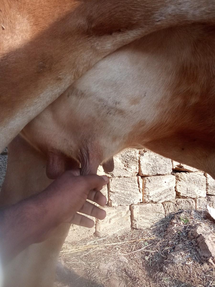 આ ગાય વેચવા ની છે