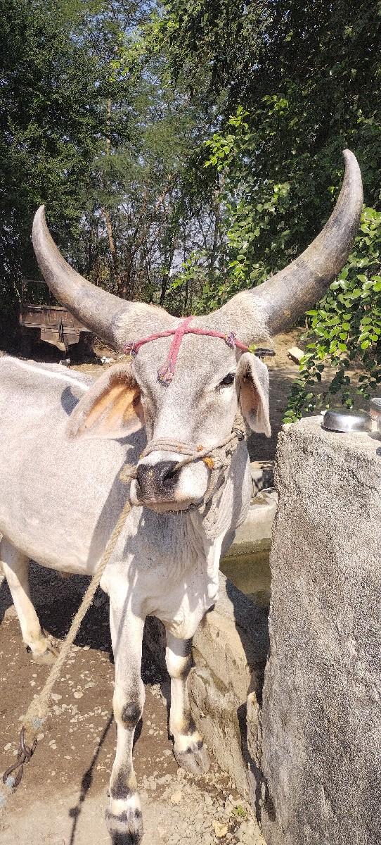 थंबनेल 2