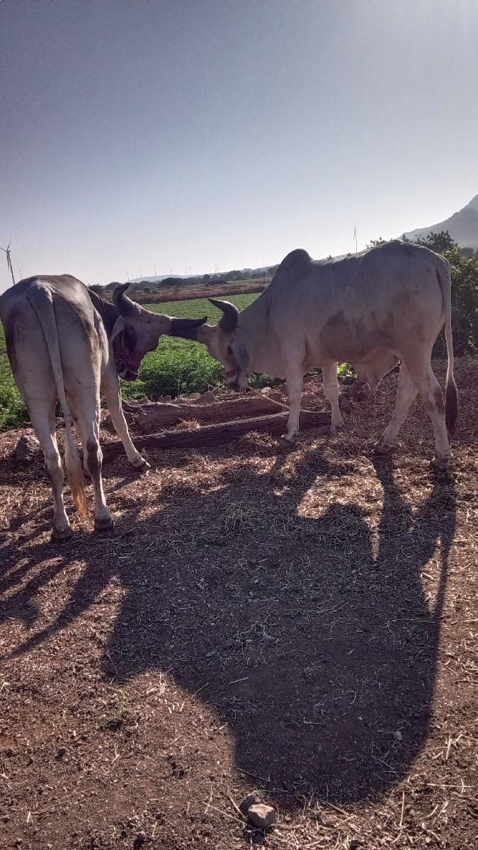 થંબનેલ 2