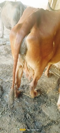 थंबनेल 2