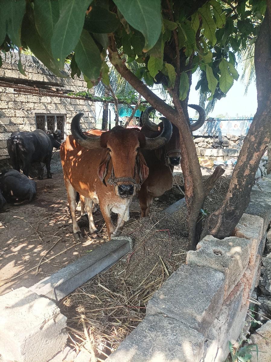 બળદ વેચવાના છે