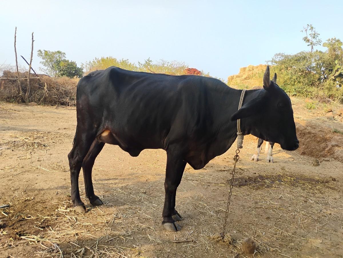 थंबनेल 2