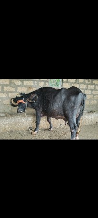 ભેંસ વેચવાની છે