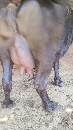 ભેંસ વેચવા ની છે