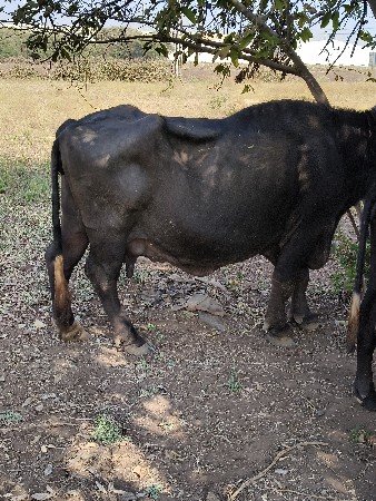 વેચવાના છે