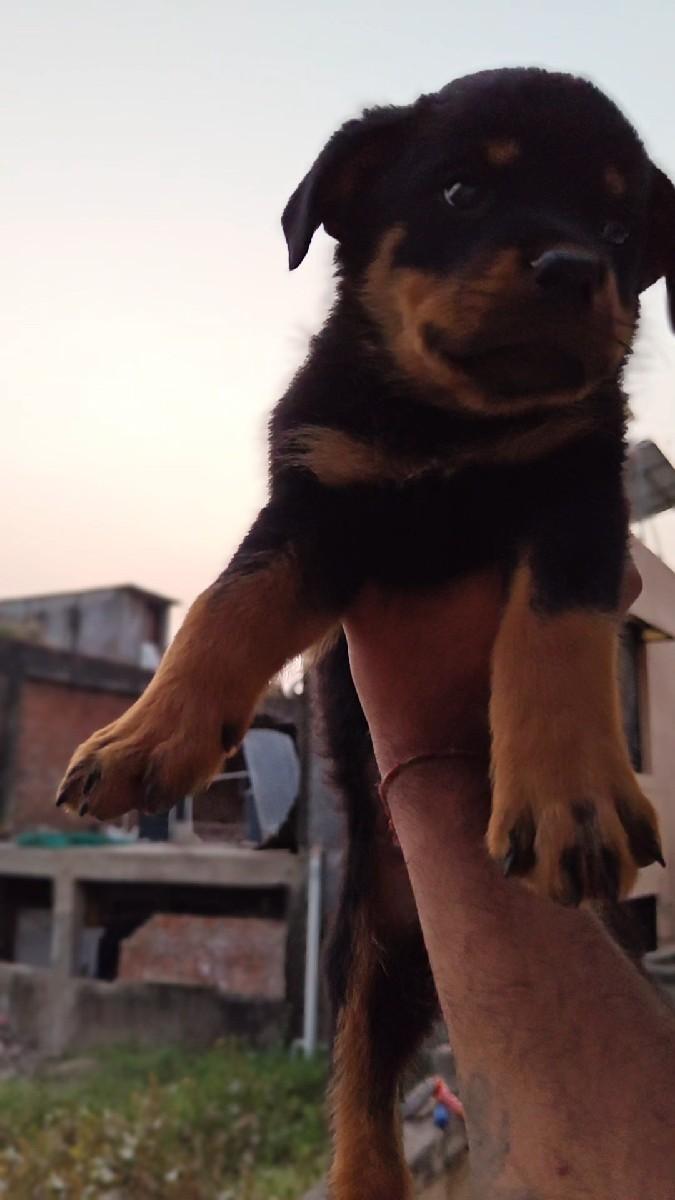 રોટવીલર મેલ