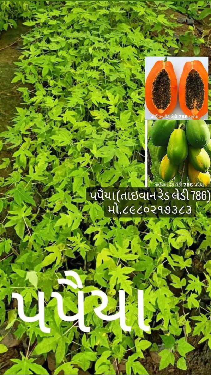 થંબનેલ 4