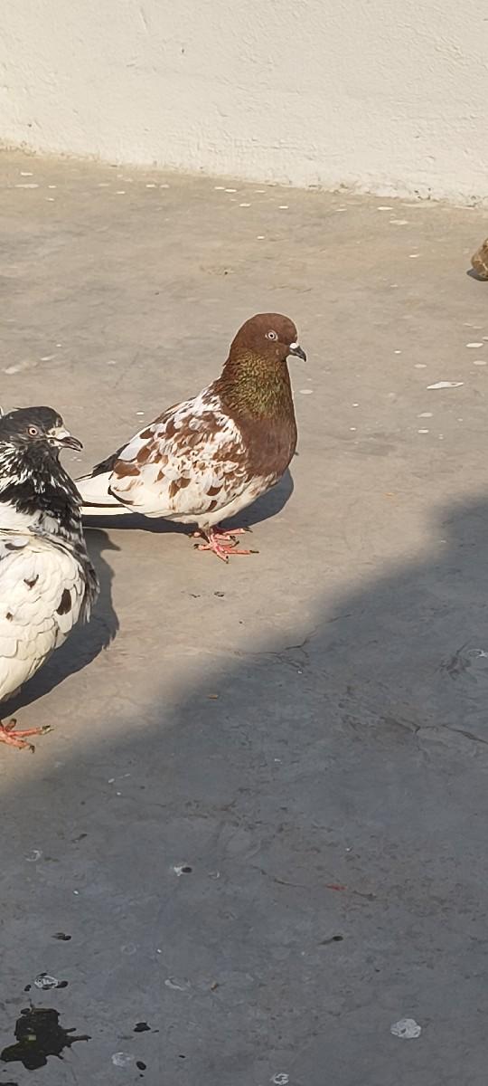 थंबनेल 2