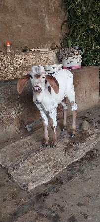 થંબનેલ 2