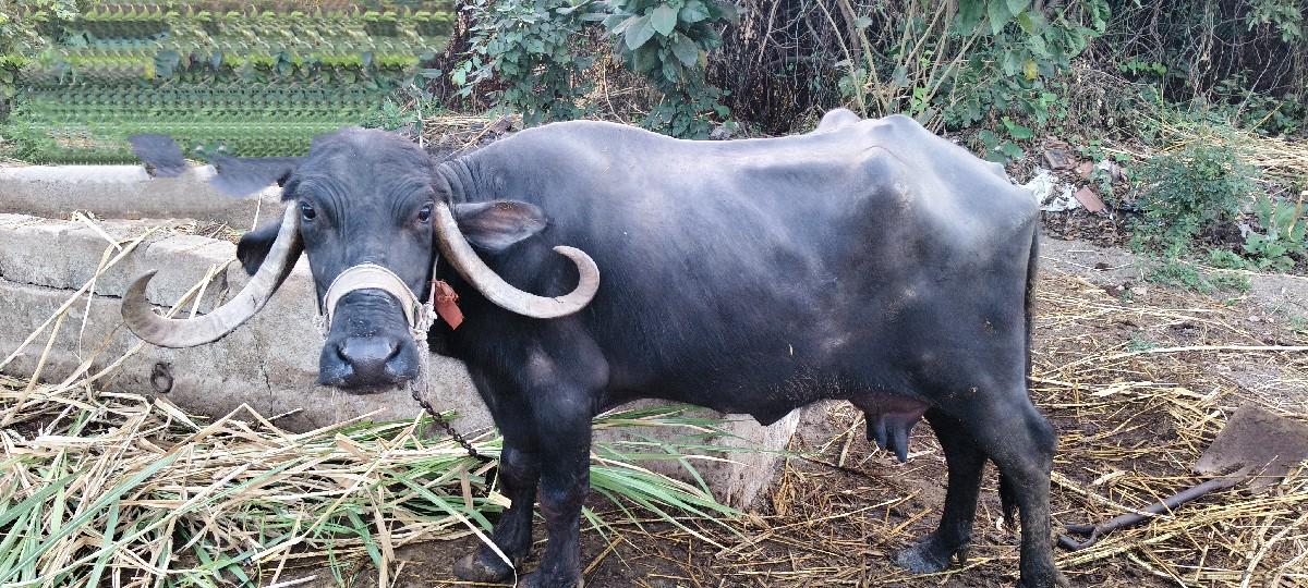 થંબનેલ 3