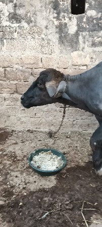 थंबनेल 2