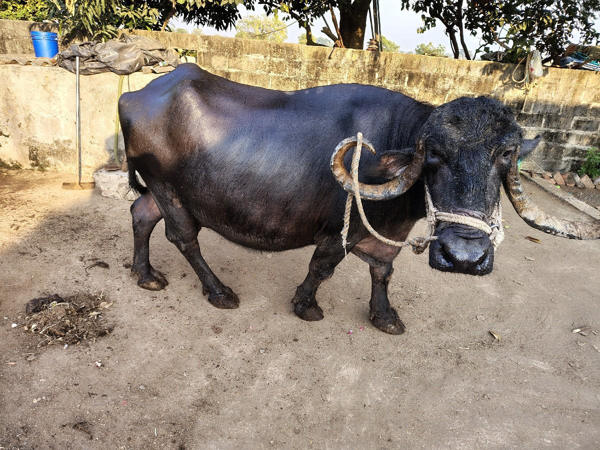 ભેંસ વેચવાની છે