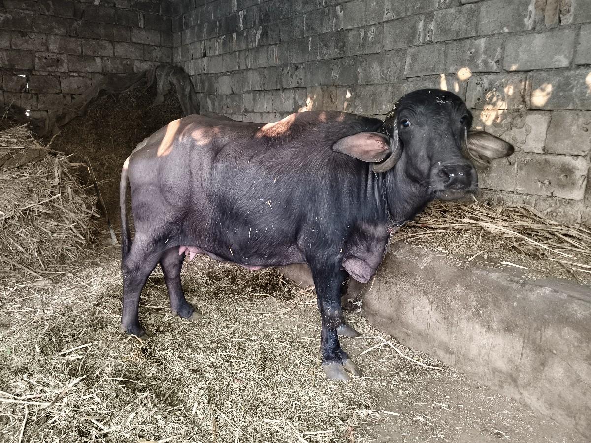 ભેંસ વેચવાની છે