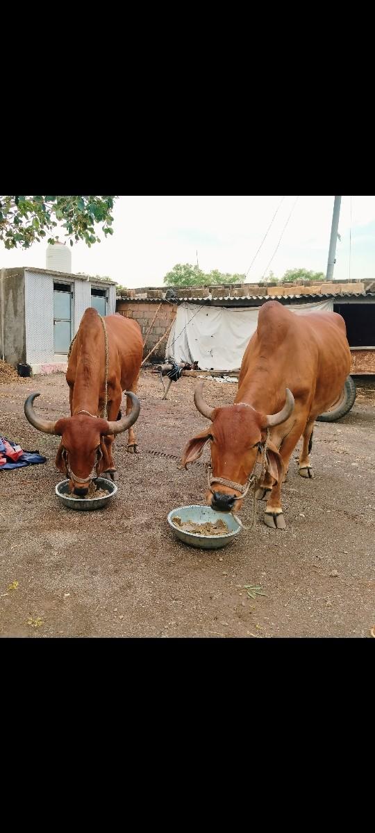 ગોઢલા વેચવાના છે 3 વાવણી વાવેલ