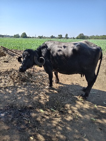 વેચવાની છે