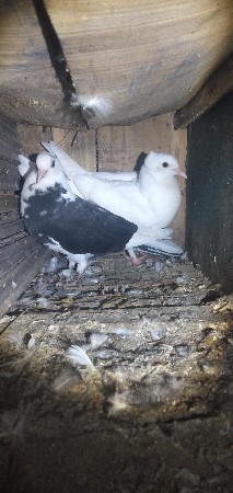 थंबनेल 3