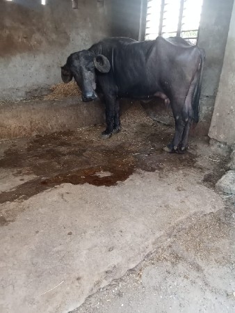 ભેંસ વેચવાની છે