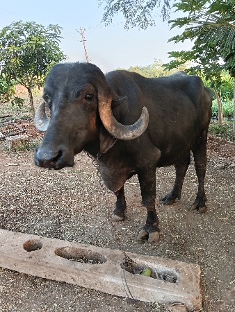 थंबनेल 2