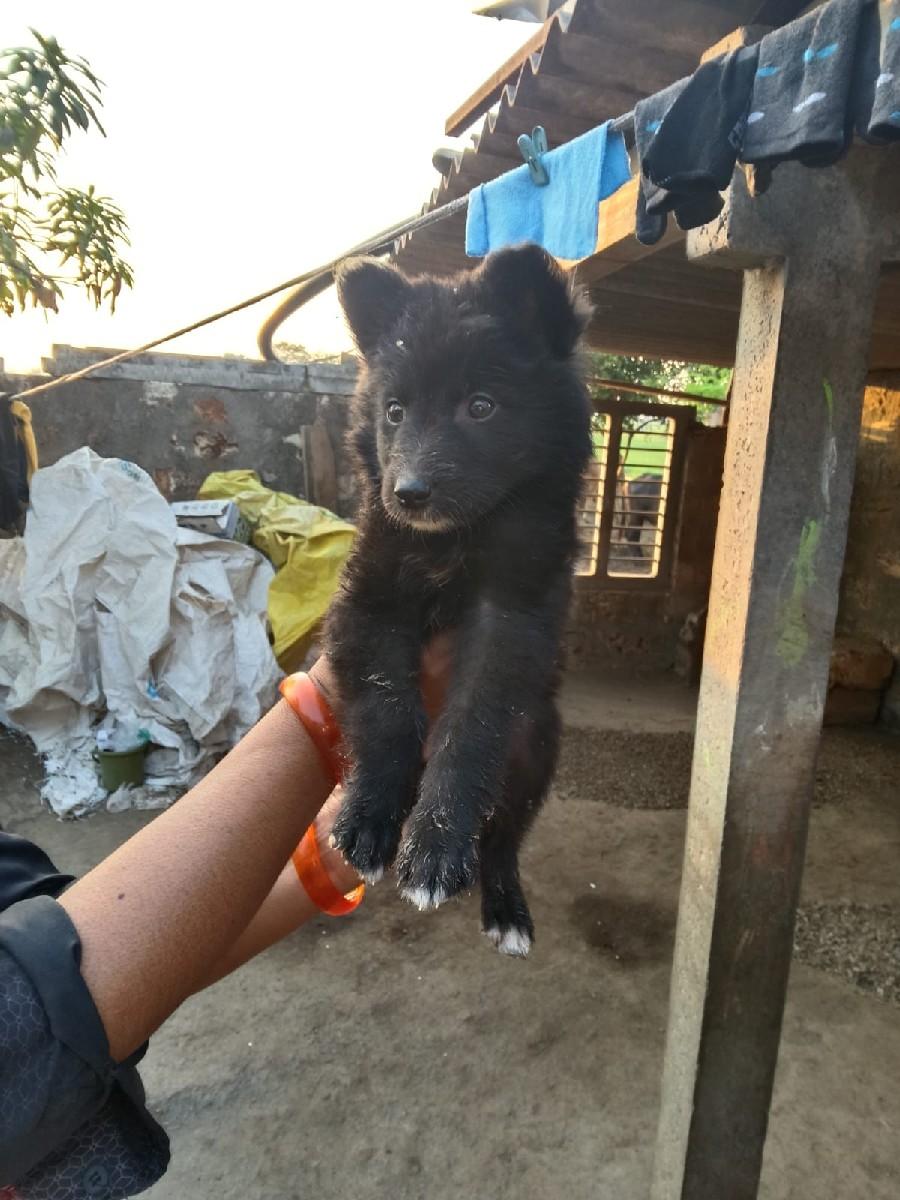 જર્મન સફર બ્લેક કલર