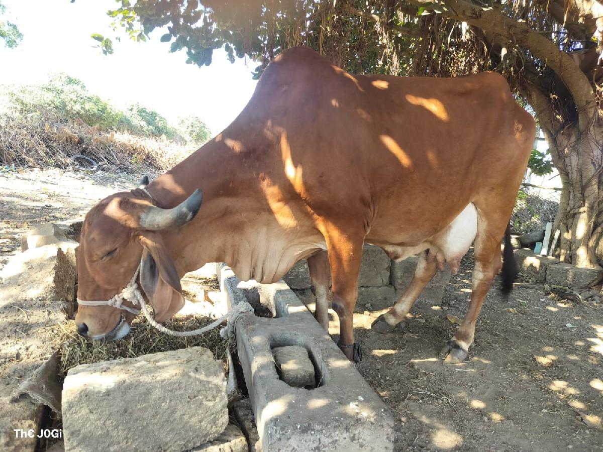 ગાય વેચવાની છે