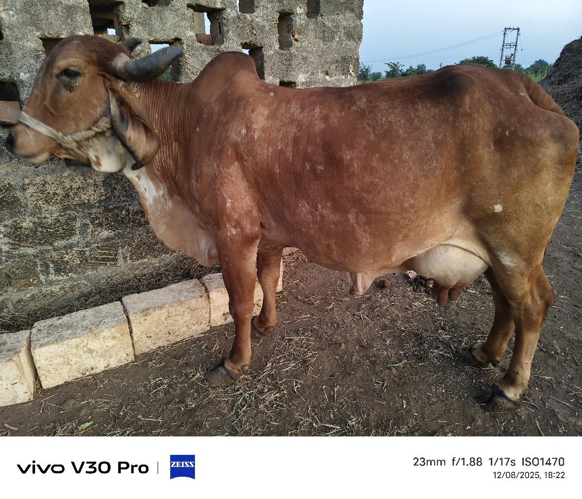 ગાય વેચવાની છે ત્રીજું વેતર