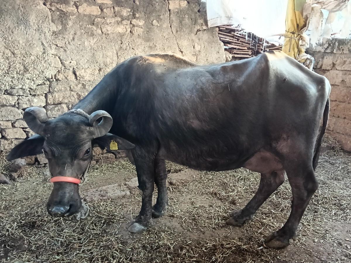 ભેંસ વેચવાની છે