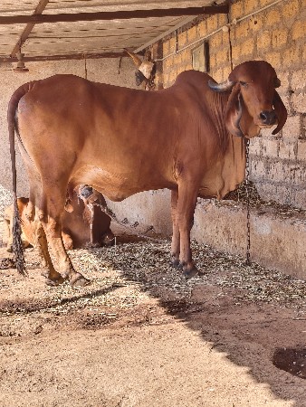 થંબનેલ 3