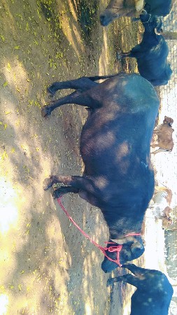 थंबनेल 3