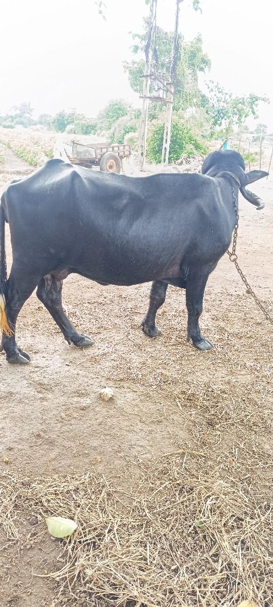 પાકડ ભેંસ.