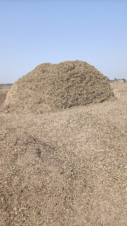 માંડવીનો ભૂકો વેચવાનો છે