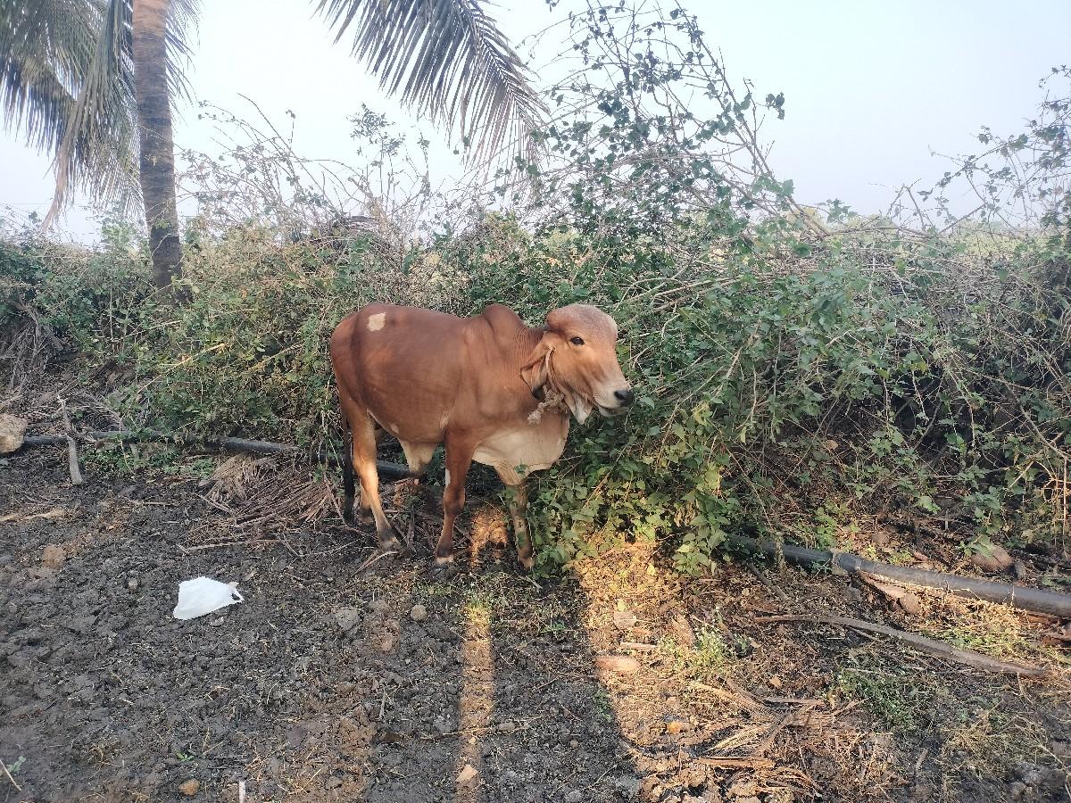 थंबनेल 2