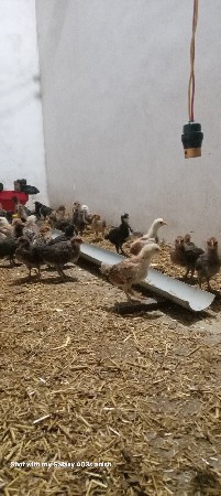 થંબનેલ 3