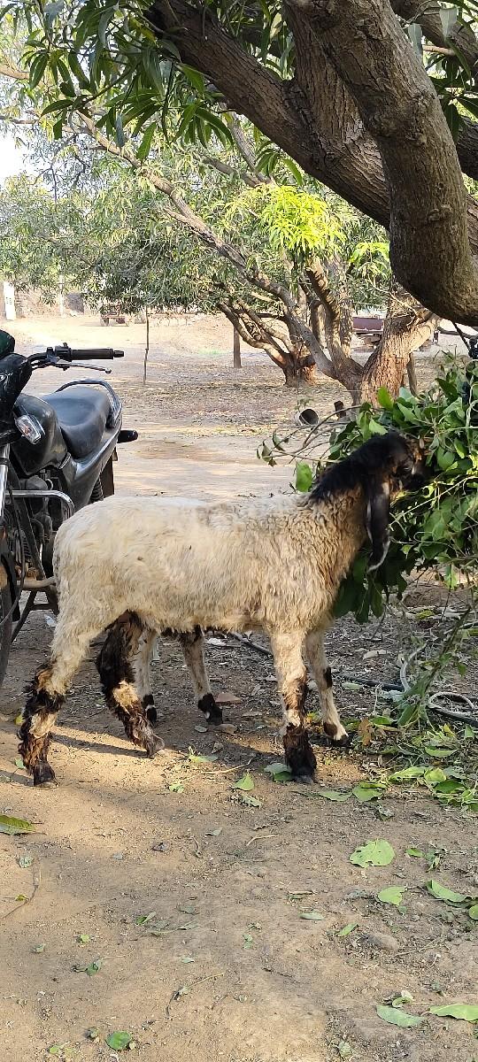 થંબનેલ 3