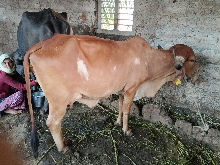 સાટા કરવાના