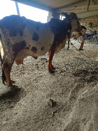 ગીર ગાય વેચવાની છે