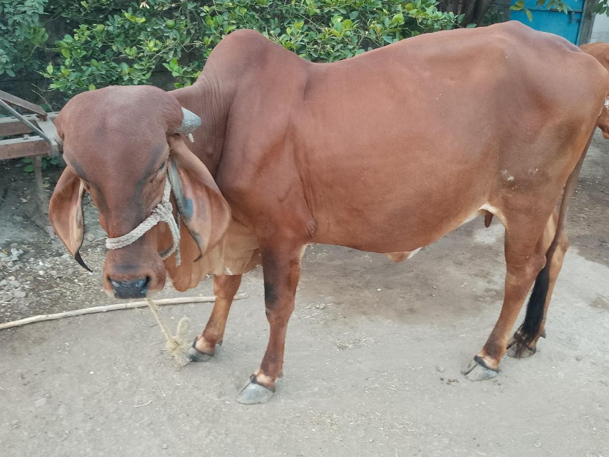 थंबनेल 2