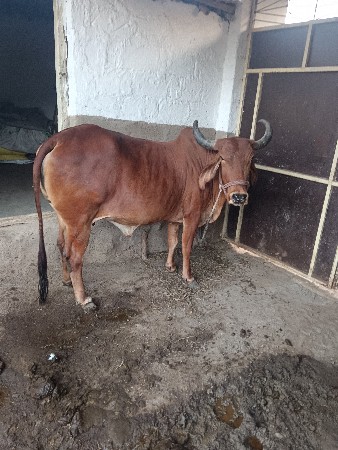 થંબનેલ 3