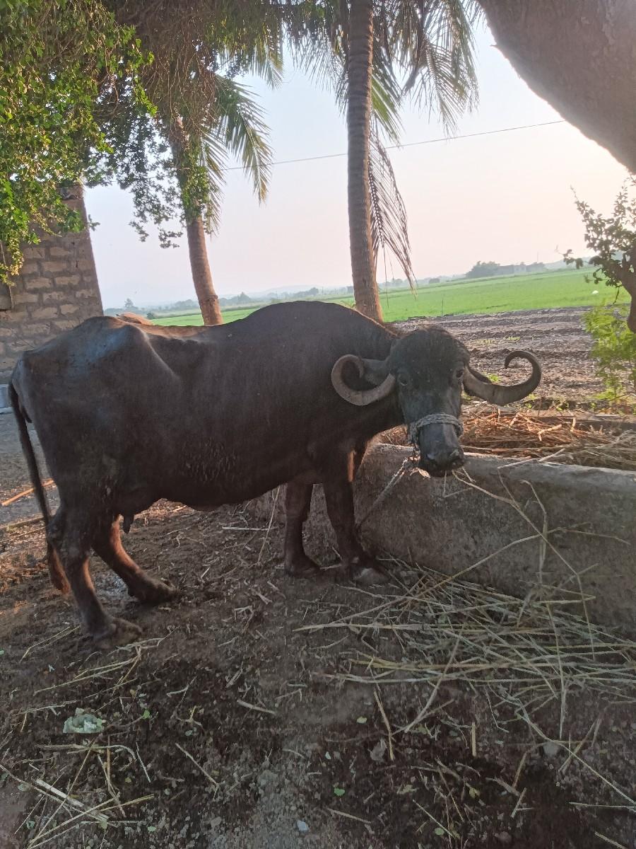 ભેસવેચવાનુછે