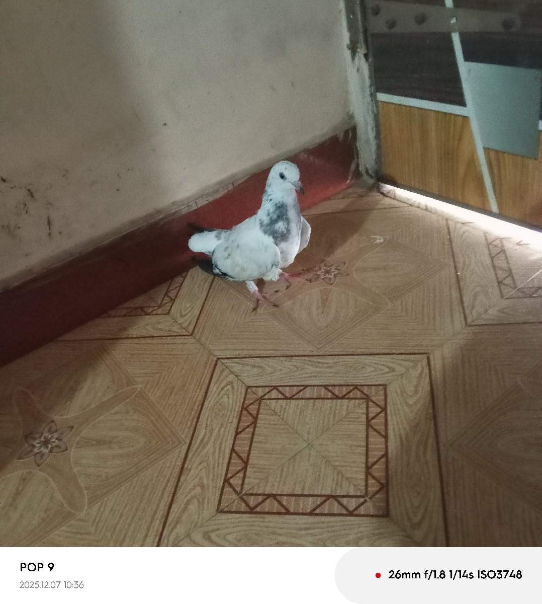 થંબનેલ 3