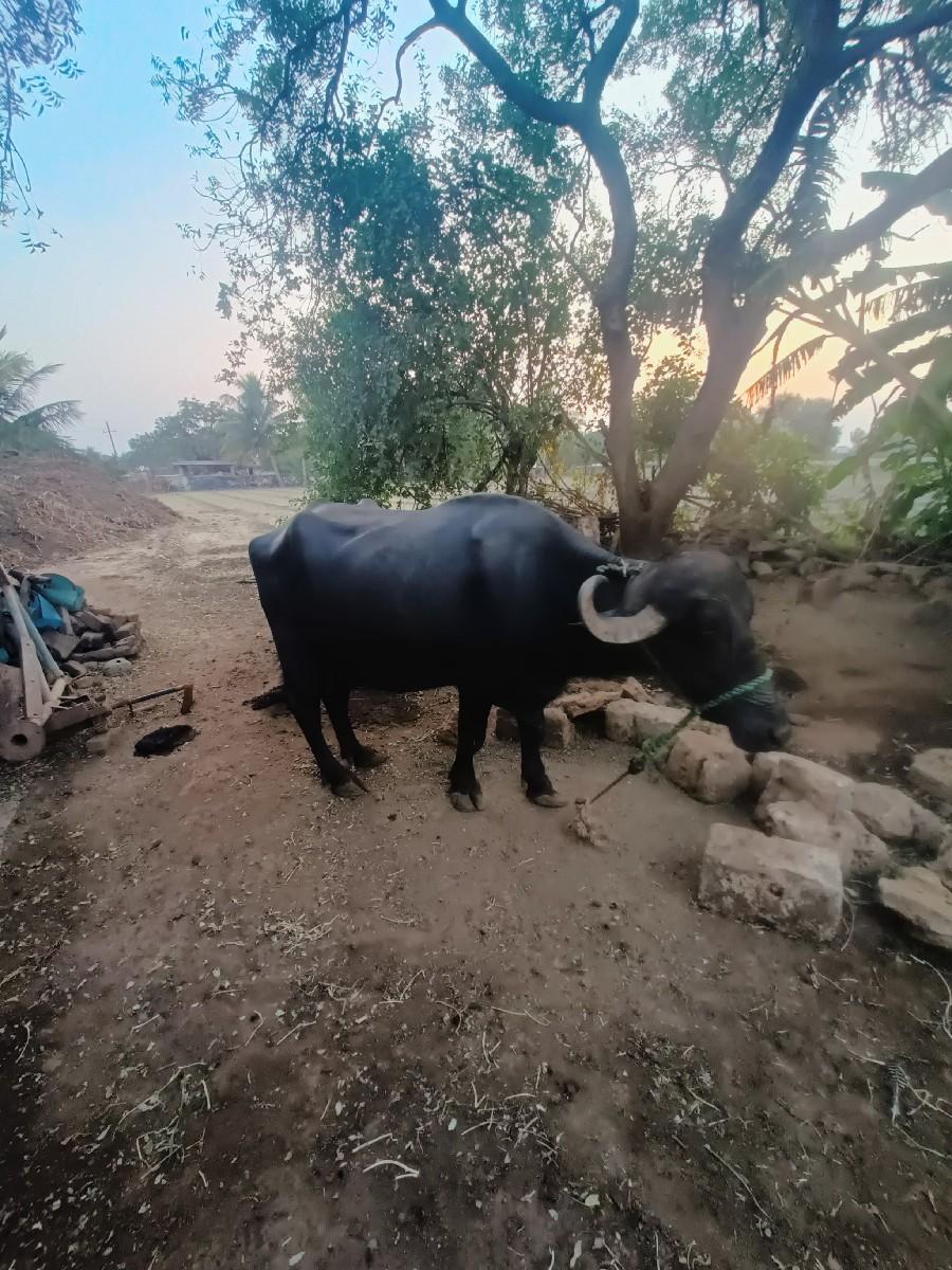 ભેંસ વેચવાની છે