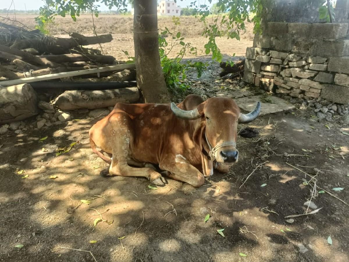 थंबनेल 3